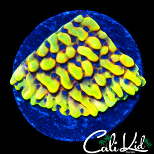 CK PEYOTE DREAMS MONTI