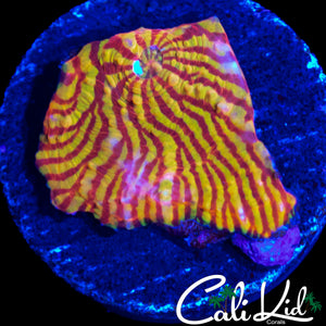 CK PINK CONVINCT CHALICE
