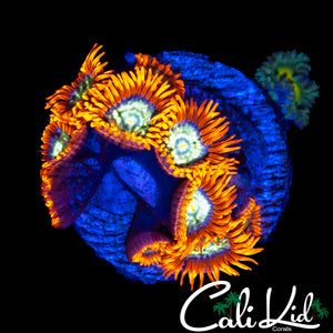 ASSORTED ZOAS