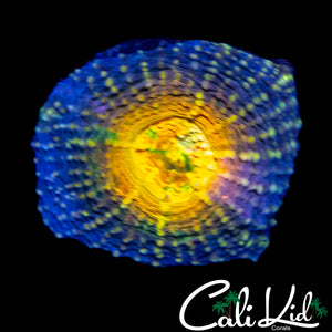 RAINBOW EYE ECHINATA