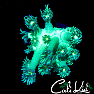 ULTRA BLUE TIP GONI