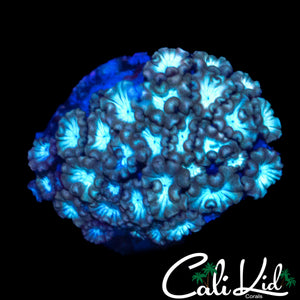 UTLRA BI COLOR ALVEOPORA