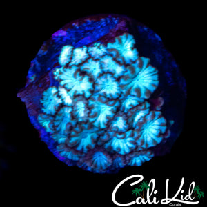 ULTRA BI COLOR ALVEOPORA