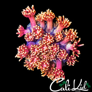 CHUNKY PEACH PASSION GONI