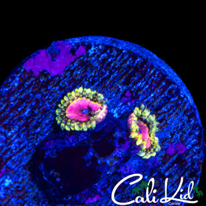 RRU PINK DIAMOND ZOA DOUBLE