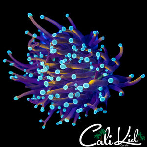 AQUACULTURED TEAL TIP GOLD TORCH