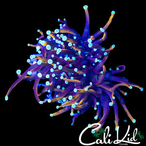 AQUACULTURED TEAL TIP GOLD TORCH