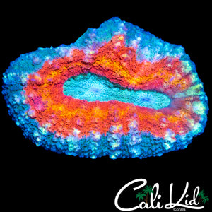 RAINBOW RING LOBO