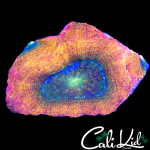 CK RAINBOW BOWERBANKI