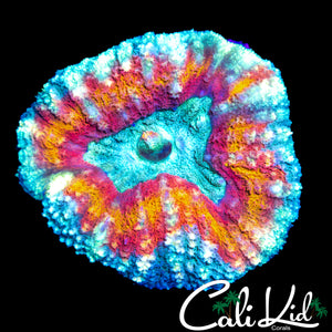 RAINBOW RING LOBO