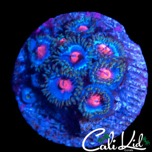 MIAMI VICE TYPE ZOA MINI COLONY