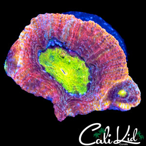 CK NEON EYE RAINBOW BOWER
