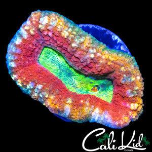 BEAUTIFUL RAINBOW LOBO