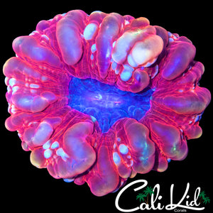 CRAZY BUBBLE CYNARINA