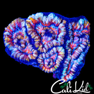 RAINBOW SWIRL WILSONI