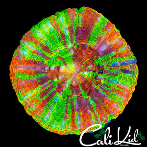 COOL PATTERN REVERSE BLEEDING APPLE SCOLY W/ PURPLE