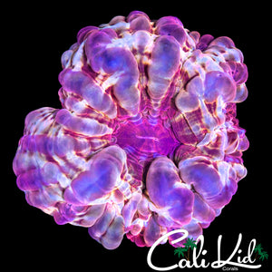 BUBBLY RAINBOW CYNARINA