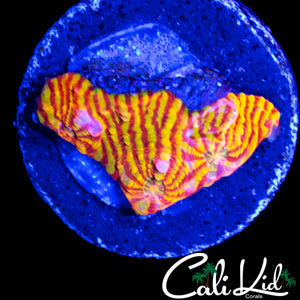 CK PINK CONVINCT CHALICE