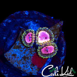RRU PINK DIAMOND ZOA TRIPLE