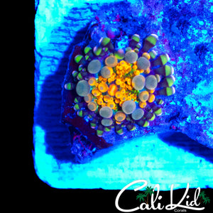 CK UNRELEASED RAINBOW BUBBLE YUMA