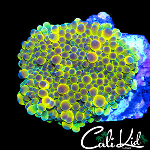 BEN'S PRIVATE COLLECTION RAINBOW BUBBLE YUMA