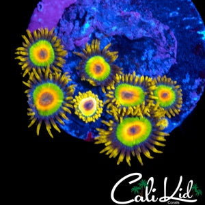 RASTA ZOA MINI COLONY