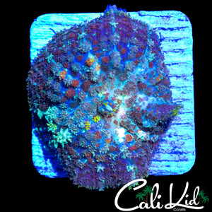 CK UNRELEASED RAINBOW BOUNCE SHROOM