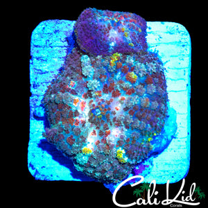 CK UNRELEASED RAINBOW BOUNCE SHROOM DOUBLE