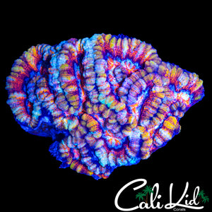 INSANE RAINBOW WILSONI