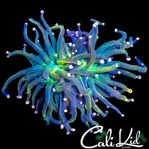 AQUACULTURED RAINBOW GRAIL TORCH