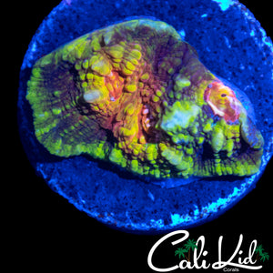 CK UNRELEASED RAINBOW CHALICE