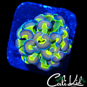 HOLOGRAM HAMMER
