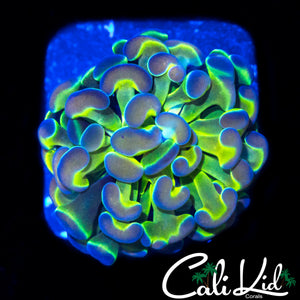 HOLOGRAM HAMMER