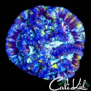 ULTIMATE RAINBOW WILSONI