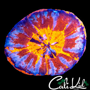 SUPER RARE RED SCOLY (COOL PATTERN)