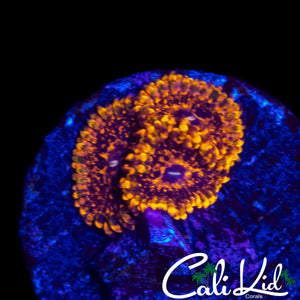 CK MAUL ZOA TRIPLE