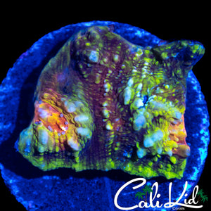 CK UNRELEASED RAINBOW CHALICE