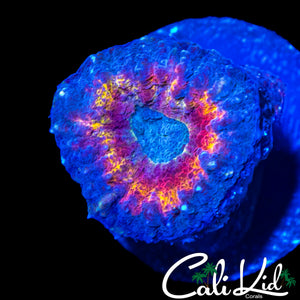 BLUE RIM LOBO