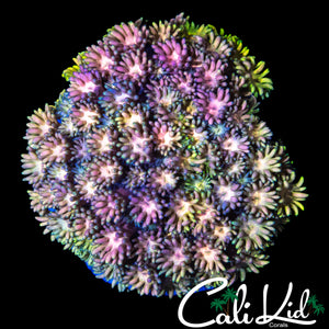 RAINBOW PASSION GONI COLONY