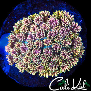 GOLDEN RAINBOW GONI COLONY