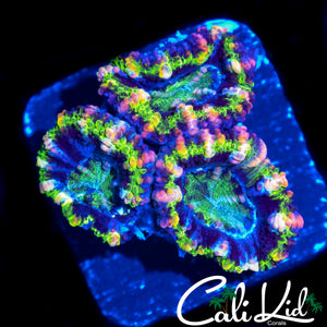 ELECTRIC PINK ACAN TRIPLE