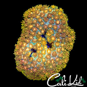 18K GOLD GONI COLONY