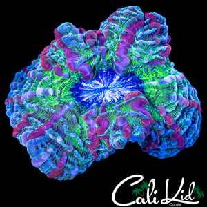 FRANKENSTEIN'S BRIDE INDOPHYLLIA