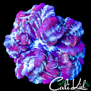 BEAUTIFUL PATTERN INDOPHYLLIA