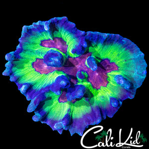 BANGIN' RAINBOW PECTINIA COLONY
