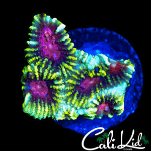 PINK HONEY COMB FAVIA