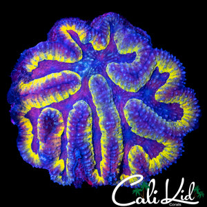 TRI COLOR SYMPHYLLIA COLONY