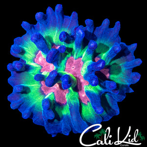 CLASSIC RAINBOW PECTINIA COLONY