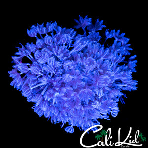 PULSATING XENIA CHUNK