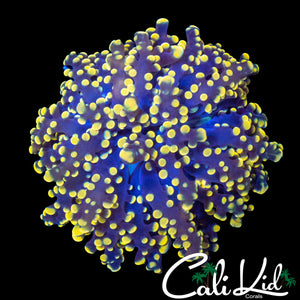 GOLDEN BRANCHING OCTOSPAWN
